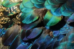 A-Meubel Colorful Peacock Feathers