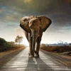 A-Meubel Elephant Walking On Road