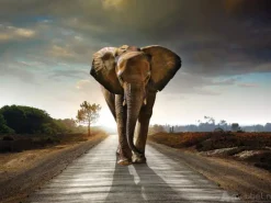 A-Meubel Elephant Walking On Road