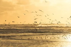 A-Meubel Flying Seagulls