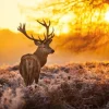 A-Meubel Red Deer In Morning Sun